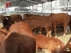 广东梅州肉牛养殖场常年优惠促销鲁西黄牛牛犊保健康