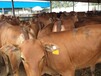 湖南永州鲁西黄牛肉牛养殖场种牛低价促销免费运输货到付款
