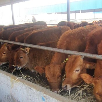 湖南邵阳鲁西黄牛养殖场肉牛牛犊批发量大畜牧师实地指导养殖技术