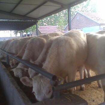 湖南长沙夏洛莱牛肉牛养殖场养殖一头母牛补贴多少钱？