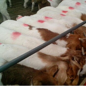 贵州水城县肉羊养殖场纯种波尔山羊种羊价格农村养羊利润