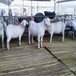 湖南长沙美国白山羊养殖场白山羊羊苗养几个月出栏？养殖白山羊有啥优势？