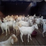 贵州江川区白山羊养殖场春季养殖白山羊效益白山羊种羊羊苗价格