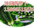供应瓜茬青萝卜~~~潍县萝卜产地批发
