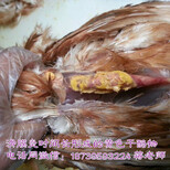 鸡传染性滑膜炎佳治疗方案《阳光支囊净方案》图片1