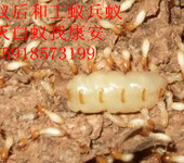 芳村白蚁防治公司，黄岐上门灭治白蚁，一次灭绝白蚁质量保证