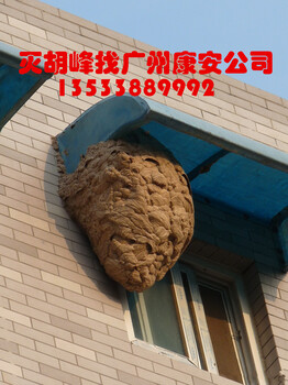 广州灭蜂公司，室内外灭胡蜂，高空摘除蜂窝，一次性马蜂问题
