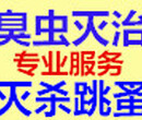 广州灭臭虫，专业广州灭臭虫公司，天河区家庭防治臭虫公司