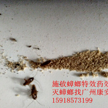 广州萝岗杀蟑螂，蟑螂的活动规律，萝岗消杀蟑螂公司