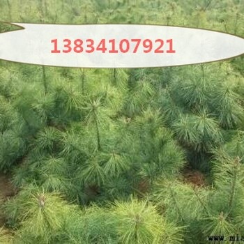 藥用皂角苗，大刺皂角苗+藥用皂角苗++藥用皂角苗+藥用皂角苗
