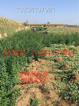 文冠果樹苗文冠果小苗文冠果苗山西文冠果苗文冠果苗