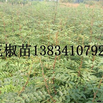 大紅袍花椒苗，花椒苗種植季節(jié)？？大紅袍花椒苗，花椒苗
