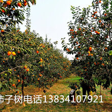 10公分核桃树12公分核桃树8公分10公分核桃树12公分核桃树图片