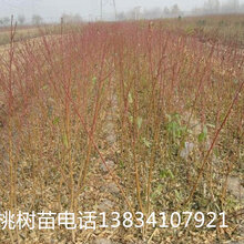 五角枫小苗-山西五角枫小苗-50公分五角枫小苗+0.5公分五角枫小苗图片