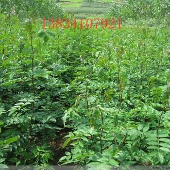 花椒苗1年花椒苗2年花椒苗50公分花椒苗1米花椒苗