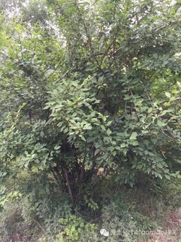 連翹苗，連翹苗廠家，連翹苗，2年連翹苗，連翹苗