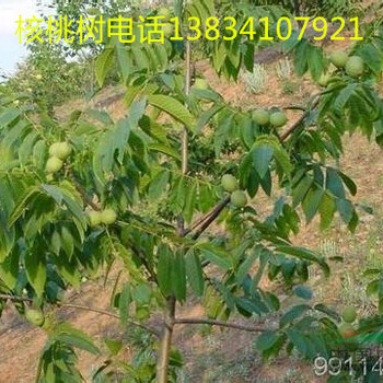 7公分核桃樹-8公分核桃樹-9公分核桃樹-山西核桃樹