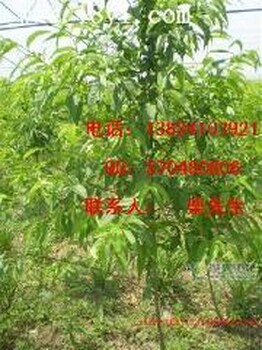 6公分主桿桃樹+8公分桃樹，8公分桃樹+8公分水蜜桃樹