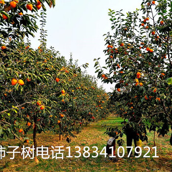 9公分核桃樹（9公分核桃樹）9公分核桃樹9公分核桃樹