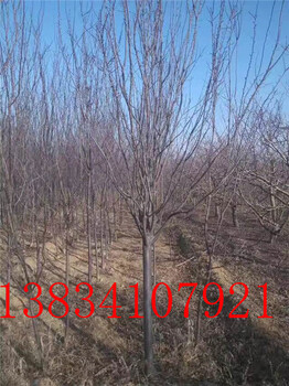 3公分掛果蘋果樹3公分蘋果樹掛果3公分蘋果樹3公分蘋果樹