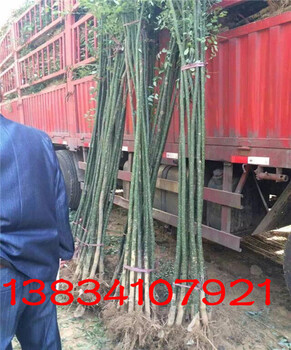 1公分國(guó)槐2公分國(guó)槐3公分國(guó)槐5公分國(guó)槐山西國(guó)槐