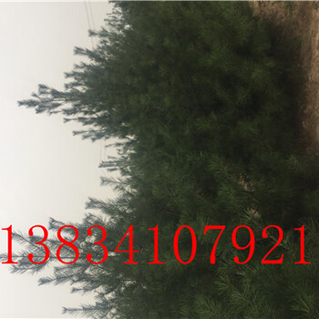 華山松1米1米52米華山松2米華山松2米5華山松