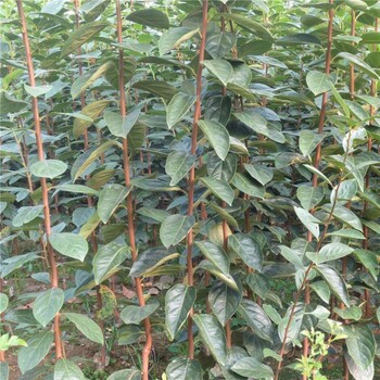 15公分梨樹(shù)梨樹(shù)梨花樹(shù)梨樹(shù)15公分梨樹(shù)15公分梨樹(shù)