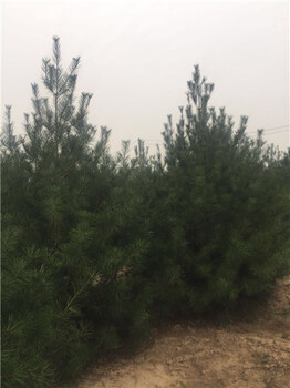 1米白皮松大田定植苗1米-1米白皮松1米5白皮松