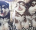 永州哪里能買到純種阿拉斯加狗場常年賣巨型阿拉斯加幼犬