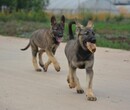 云南昭通昆明犬常年出售昆明犬是警犬狼狗图片