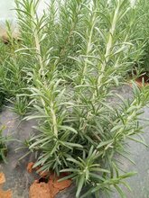 迷迭香种苗迷迭香苗小叶迷迭香种苗蓝花迷迭香种苗图片