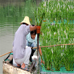 郏县类花卉浮岛生态浮床大量批发图片5