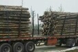 泰州5米杉木桩价格强度高杉木桩15cm杉木桩哪里有卖