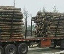 泰州5米杉木桩价格强度高杉木桩15cm杉木桩哪里有卖图片