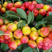 钙果苗哪里有，钙果树苗，山西农大钙果苗，樱桃树3-15公分杏树苗