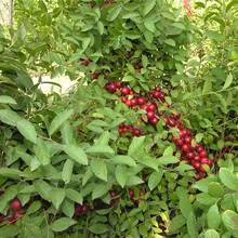 辽宁种植钙果苗，康平县种植钙果苗，沈阳种植钙果苗