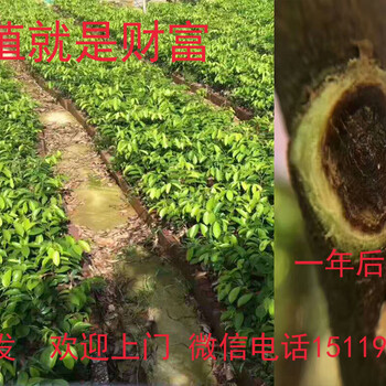 沉香苗價(jià)格沉香樹苗沉香樹種植廣東沉香苗
