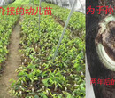 沉香苗种植基地沉香树图片