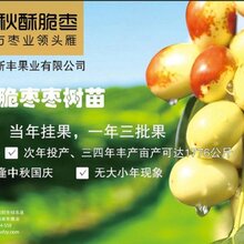 贵州果树苗批发——祁东酥脆枣图片