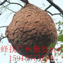 广州专业灭蜂，专业取马蜂窝方法，康安高空灭蜂服务，彻底根治马蜂