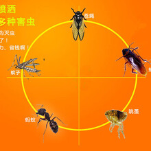 广州专业除蟑螂、专业科学灭杀蟑螂、低价彻底灭除蟑螂