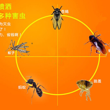 广州除蟑螂、科学灭杀蟑螂、灭除蟑螂