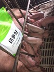 合理利用母猪保健饲料添加剂降低母猪养殖成本