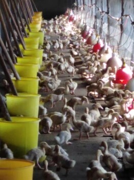 多虧了肉鴨催肥腸動力讓我養(yǎng)4000只肉鴨掙得比8000只還多