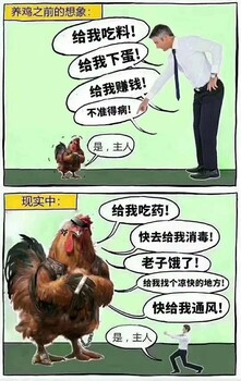 聽人勸吃飽飯，就因聽了別人一句話用上了增蛋素改變了蛋雞產(chǎn)蛋量
