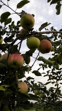 陕西青苹果种植基地晨阳苹果产地批发价格行情图片