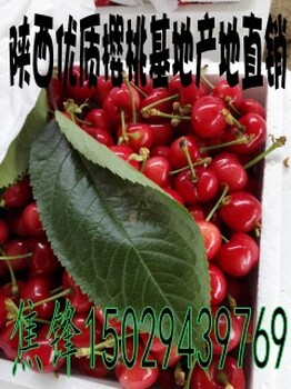 陕西樱桃种植基地红灯樱桃产地批发价格