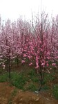 龙珠碧桃树哪里有卖的4公分5公分龙珠碧桃树