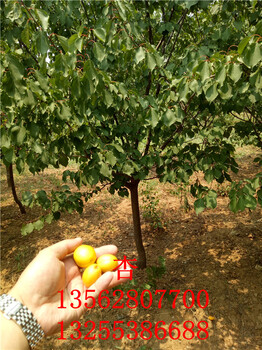 3公分杏树哪里有3公分4公分5公分杏树价格