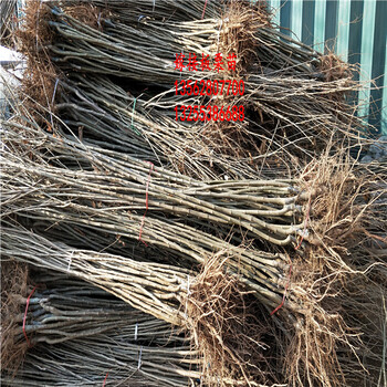嫁接板栗苗批發(fā)1公分板栗苗60公分板栗苗基地